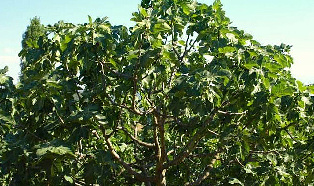 Samsun'da incir ağacından düşen yaşlı adam canından oldu