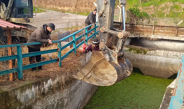Samsun'da kurtarılan porsuk özgürlüğüne kavuştu