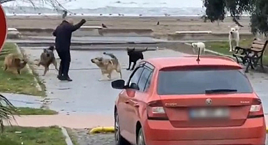 Samsun'da sahildeki köpek saldırısı kamerada!