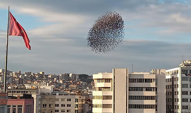 Samsun'da sığırcık güzelliği