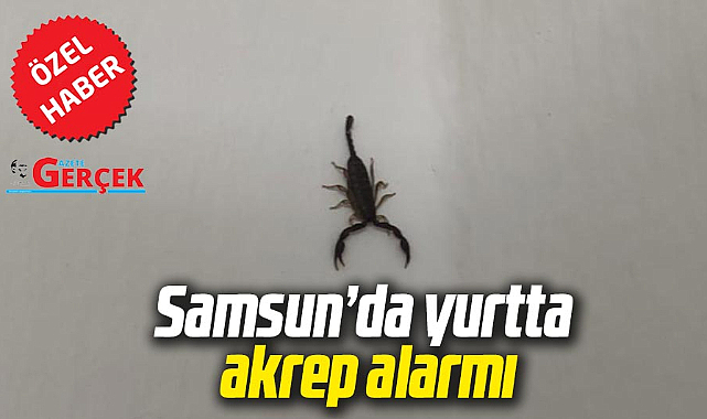 Samsun'da yurtta akrep alarmı