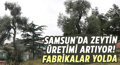 Samsun'da zeytin üretimi artıyor! Fabrikalar yolda