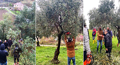 Samsun'da zeytin yetiştiriciliğine yatırım