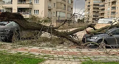 Seferler iptal edildi, ağaçlar devrildi