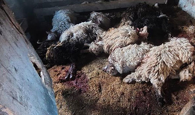 Trabzon’da kurt dehşeti