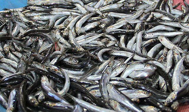 Türkiye'nin hamsi ihracatında büyük artış