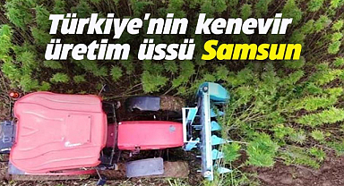 Türkiye'nin kenevir üretim üssü Samsun