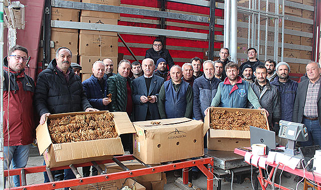 Bafra'da tütün alımları başladı