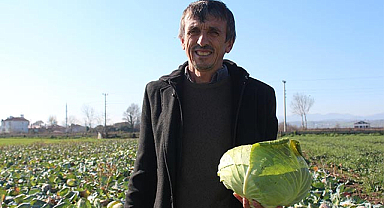 Bafra Ovası'nda beklenen rekolte 200 bin ton