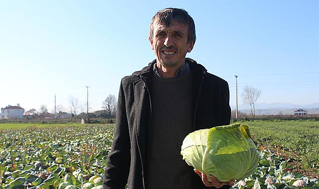 Bafra Ovası'nda beklenen rekolte 200 bin ton