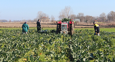 Bafra Ovası'nda brokoli hasadı: 12 ton üzeri rekolte bekleniyor