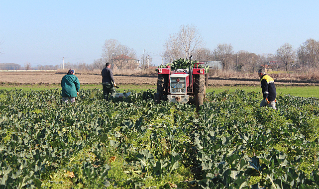 Bafra Ovası'nda brokoli hasadı: 12 ton üzeri rekolte bekleniyor