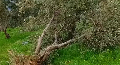 Hatay'da devasa hortum ağaçları yerinden söktü
