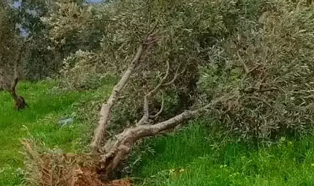 Hatay'da devasa hortum ağaçları yerinden söktü