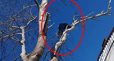 Hırsız, polisten kaçmak için ağaca tırmandı