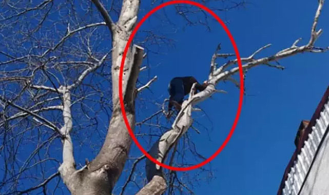 Hırsız, polisten kaçmak için ağaca tırmandı