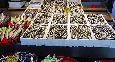 Karadeniz’de hamsi kayıplarda