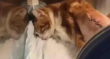 Kediyi tekmeleyerek kaburgalarını kırdı