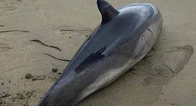 Ordu'da ölü yunus balığı sahile vurdu