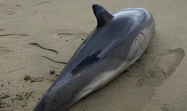 Ordu'da ölü yunus balığı sahile vurdu