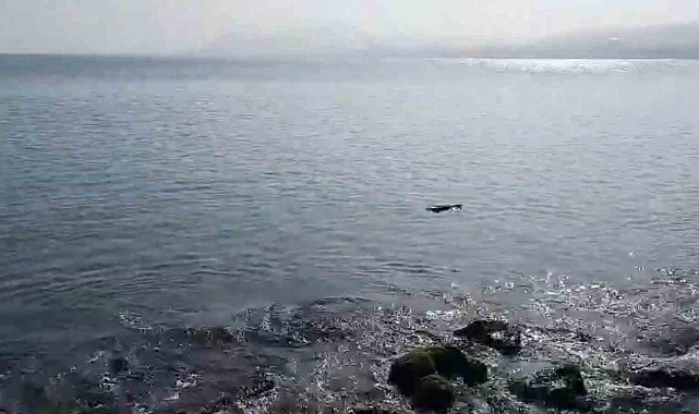 Ordu'da denizde su samuru görüntülendi