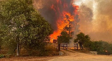 Orman yangınlarında 10 kişi öldü, OHAL ilan edildi