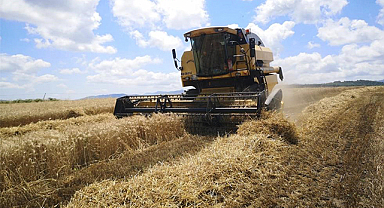 Samsun, buğday ticaretinde öne çıkıyor: İşte yüksek İthalat ve İhracat rakamları