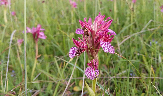 Samsun’da 2 bin 33 ton tıbbi ve aromatik bitki üretildi