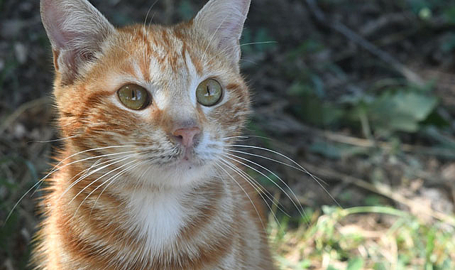 Samsun’da 2023’te 507 sokak hayvanı sahiplendirildi