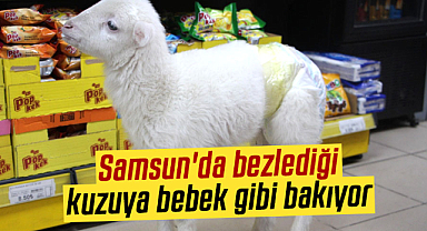 Samsun'da bezlediği kuzuya bebek gibi bakıyor