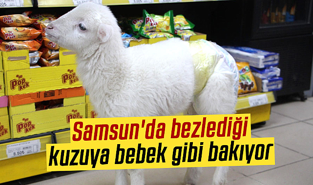 Samsun'da bezlediği kuzuya bebek gibi bakıyor