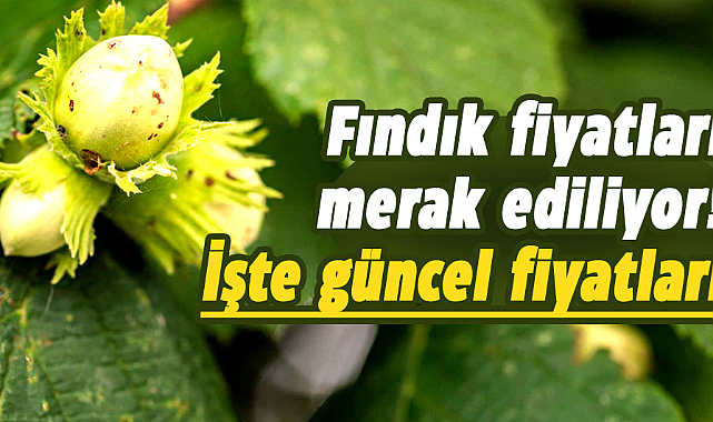 Samsun'da fındık fiyatları ne kadar? İşte 20 Şubat Salı fındık fiyatları