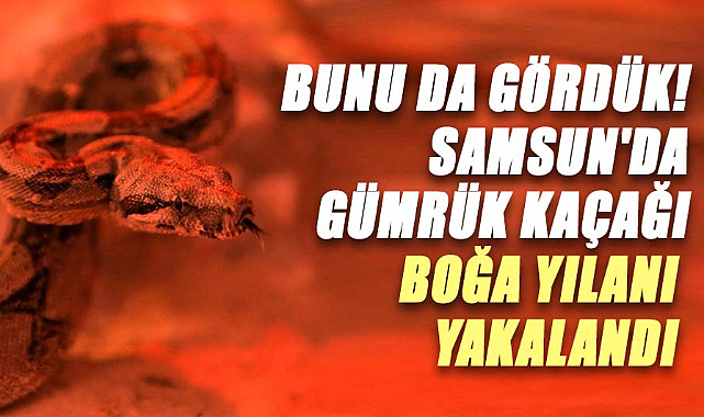 Samsun’da kaçakçılık operasyonunda Boğa yılanı ele geçirildi