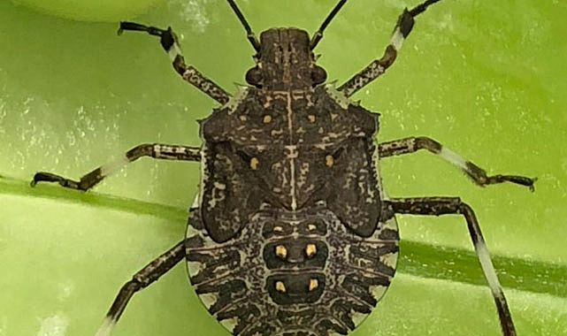 Samsun'da kahverengi kokarca tehlikesi