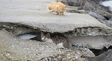 Samsun'da kedilere, kayalıklar yuva oldu