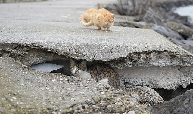 Samsun'da kedilere, kayalıklar yuva oldu