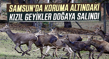 Samsun'da Koruma altındaki kızıl geyikler doğaya salındı