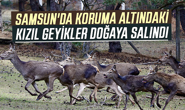 Samsun'da Koruma altındaki kızıl geyikler doğaya salındı