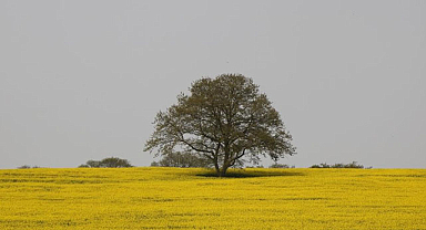 Samsun’da tarım ve hayvancılık projeleri başlıyor