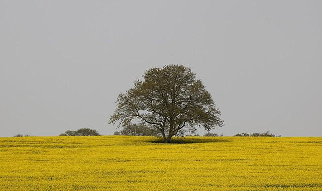 Samsun’da tarım ve hayvancılık projeleri başlıyor
