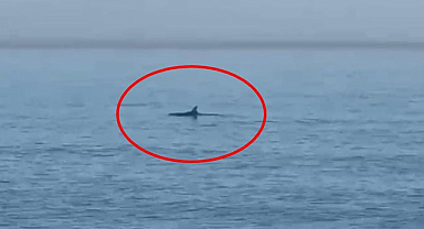 Samsun'da yüzen yunusları görüntüledi