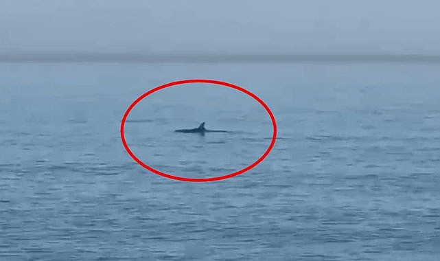 Samsun'da yüzen yunusları görüntüledi