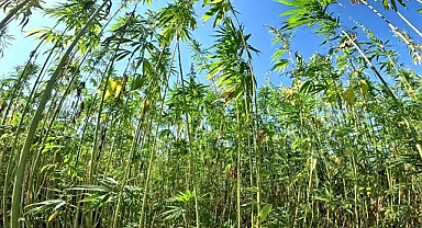 Samsun: Kenevir ve fındık üretiminin merkezi