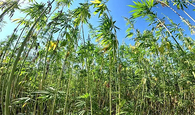 Samsun: Kenevir ve fındık üretiminin merkezi