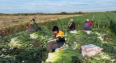 Bafra Ovası'nda pırasa hasadında sona gelindi