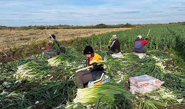 Bafra Ovası'nda pırasa hasadında sona gelindi