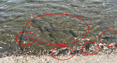 Binlerce İsrail sazanı Karadeniz kıyılarına vurdu