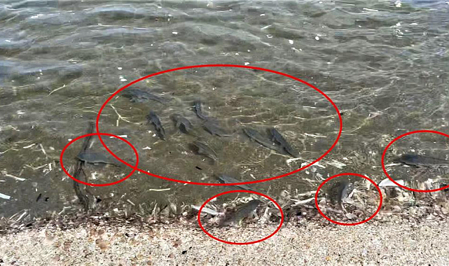 Binlerce İsrail sazanı Karadeniz kıyılarına vurdu