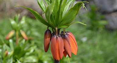 Bu çiçeği koparmanın cezası 75 bin lira