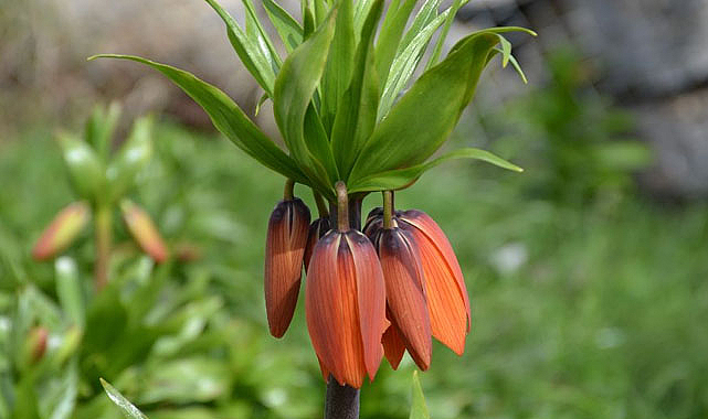 Bu çiçeği koparmanın cezası 75 bin lira